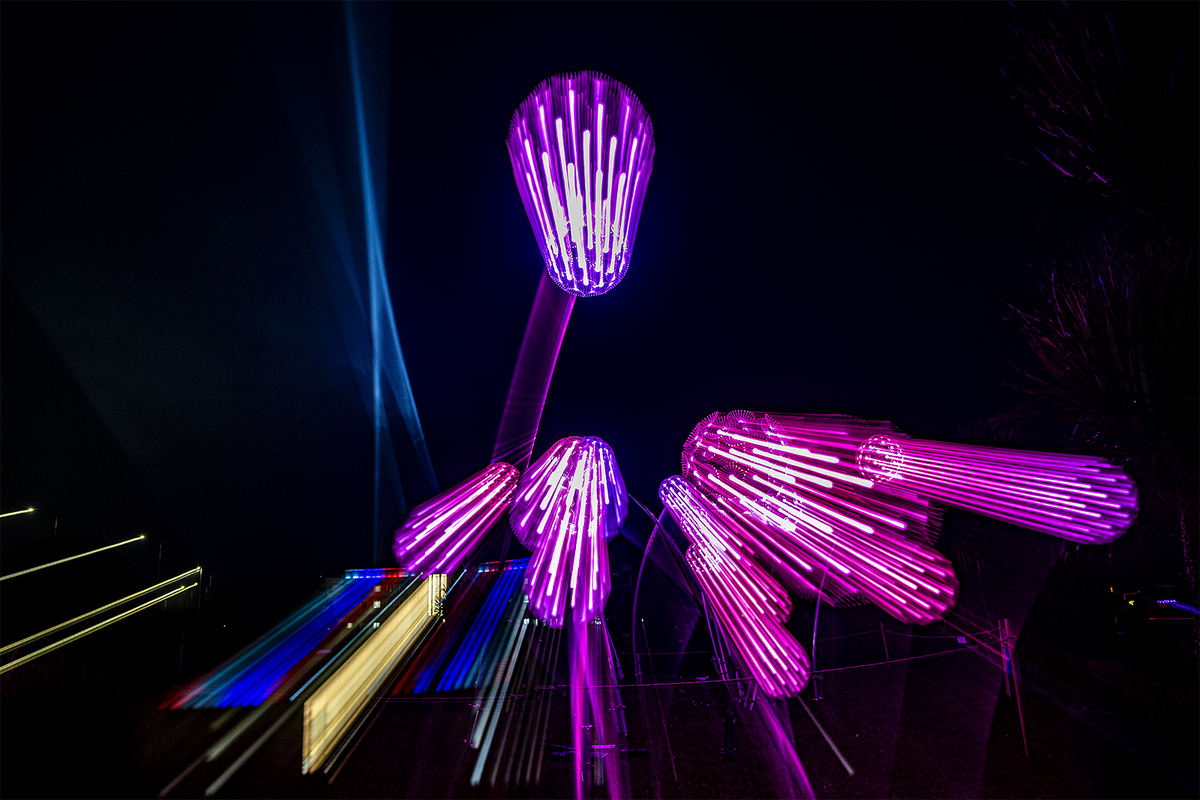 Giant Dandelions zoomed